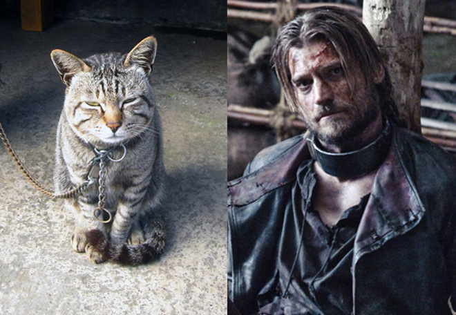 game-of-cats-4