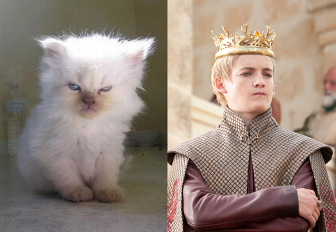game-of-cats