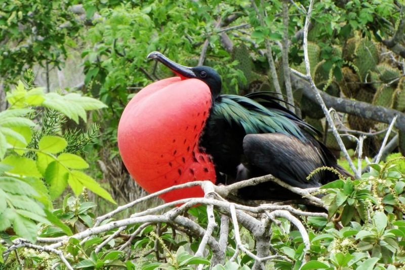 Aldabra: Byl jednou jeden ostrov Aldabra: Byl jednou jeden ostrov