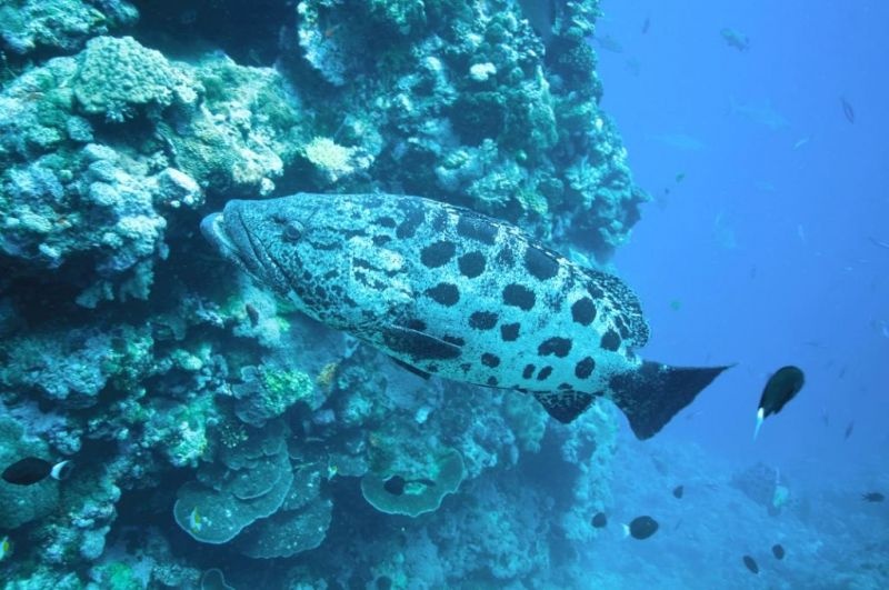 Aldabra: Byl jednou jeden ostrov Aldabra: Byl jednou jeden ostrov
