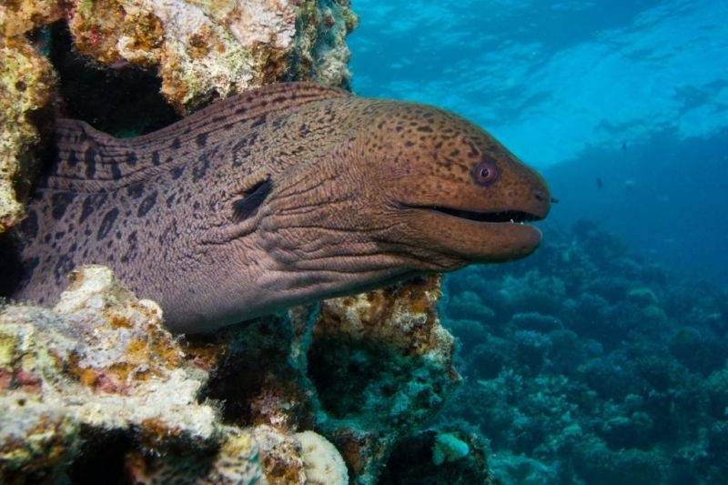 Aldabra: Byl jednou jeden ostrov Aldabra: Byl jednou jeden ostrov