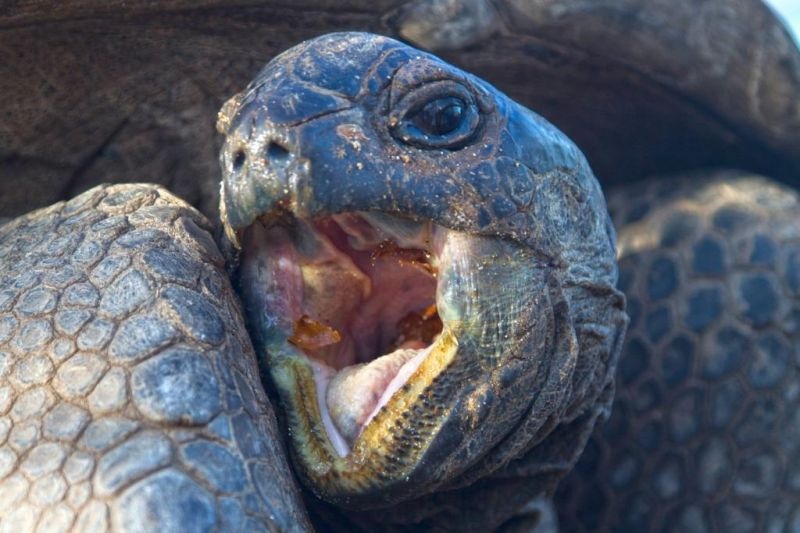 Aldabra: Byl jednou jeden ostrov Aldabra: Byl jednou jeden ostrov