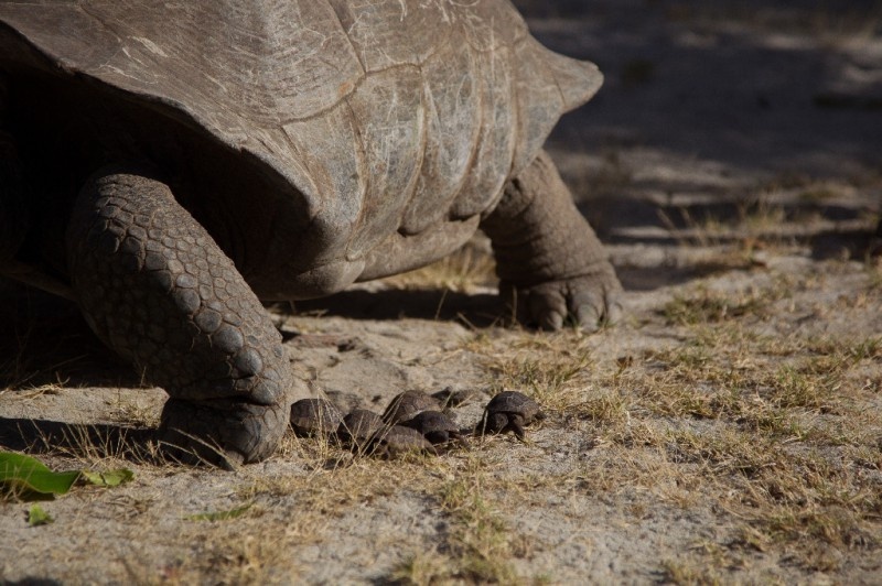 Aldabra: Byl jednou jeden ostrov Aldabra: Byl jednou jeden ostrov