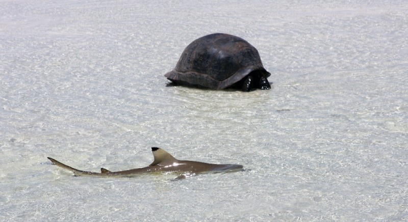 Aldabra: Byl jednou jeden ostrov Aldabra: Byl jednou jeden ostrov