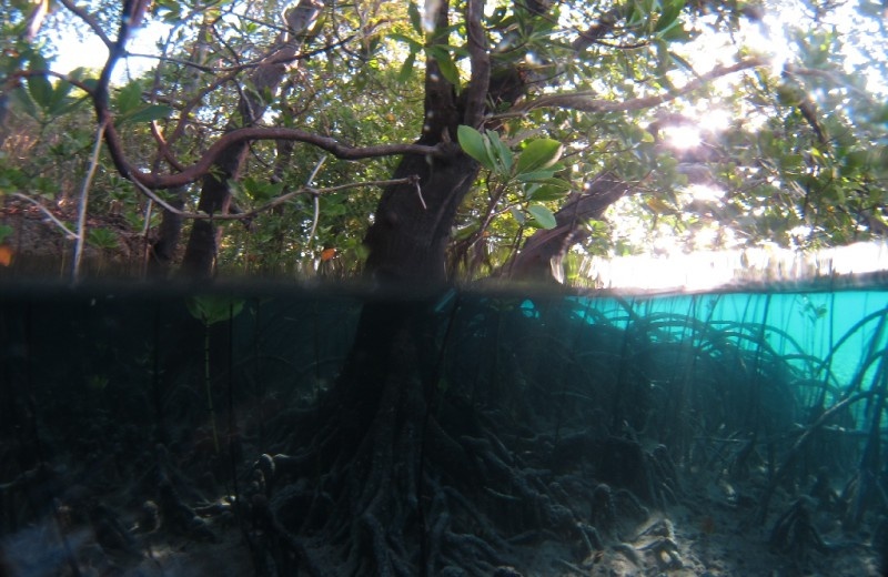 Aldabra: Byl jednou jeden ostrov Aldabra: Byl jednou jeden ostrov