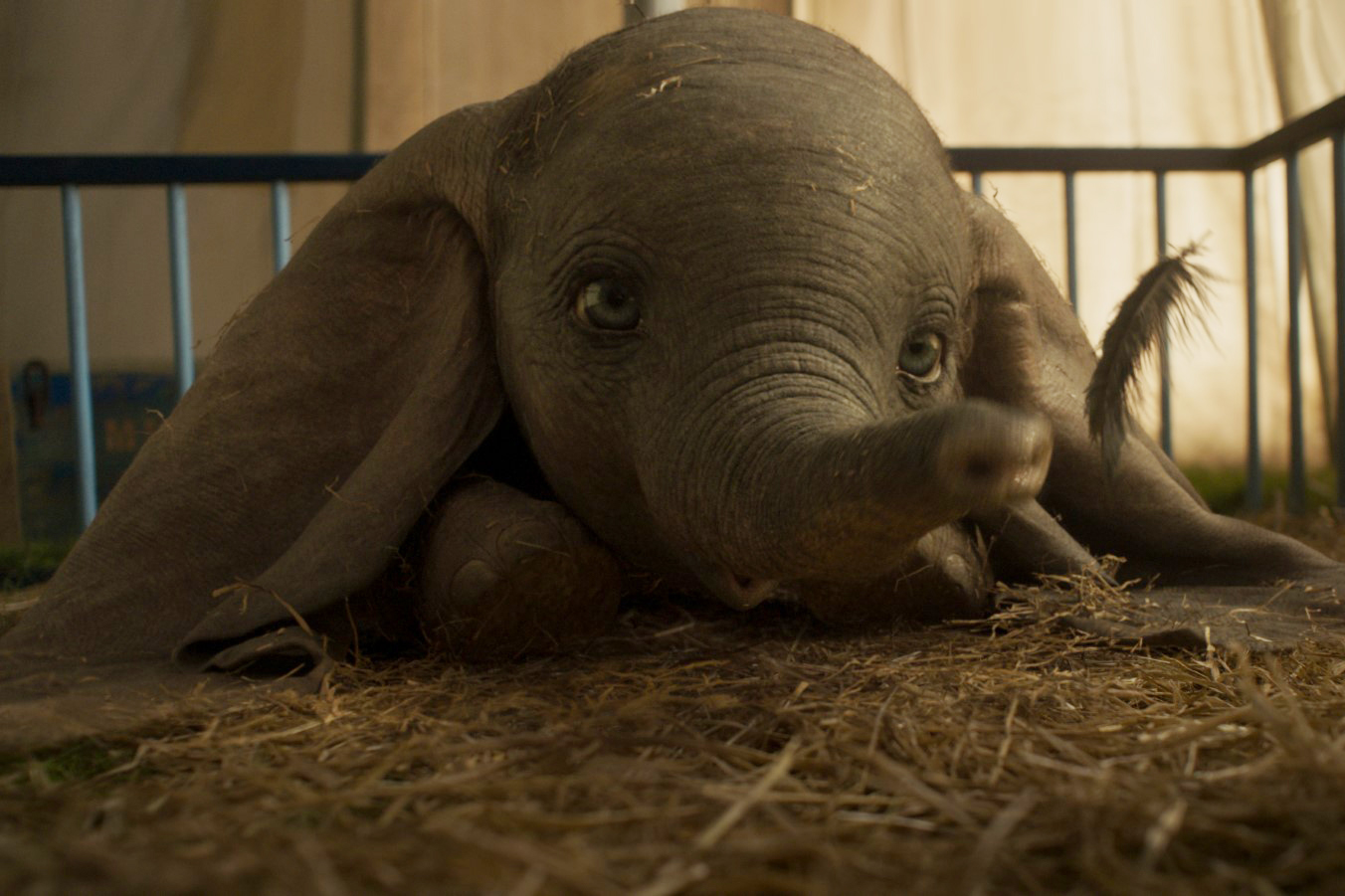 Dumbo