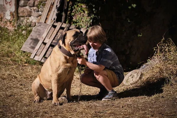 Lassie: Nové dobrodružství