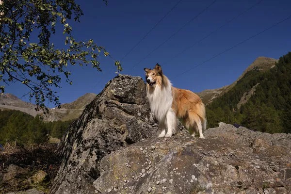 Lassie: Nové dobrodružství