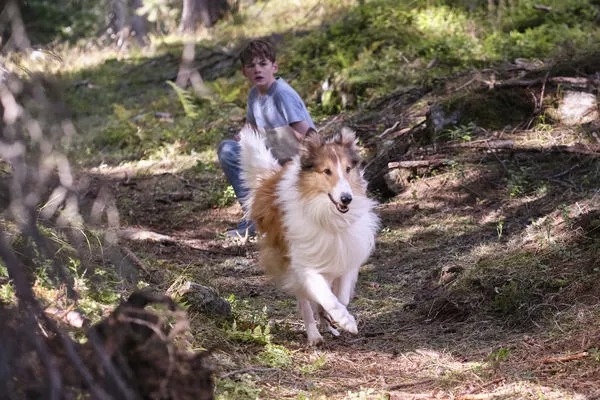 Lassie: Nové dobrodružství