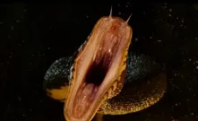 Princ z Persie - Písky času / Prince of Persia - The Sands of Time: Trailer