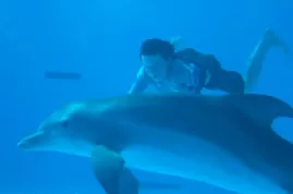 Tržby: Delfínek všechny přeskočil