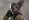 Djimon Hounsou - Speciální jednotka (2011), Obrázek #5