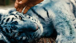 Modrý tygr se chystá do kin. Vrátí se s ním kouzlo českých filmů pro děti?