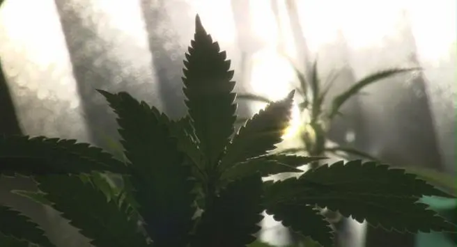 Recenze: Rok konopí nechá nahlédnout do zajímavého světa