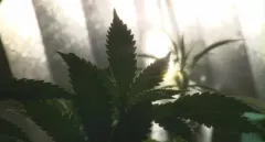 Recenze: Rok konopí nechá nahlédnout do zajímavého světa