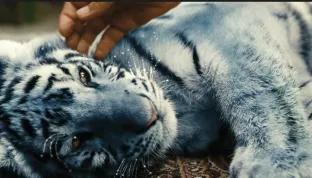 Koprodukční Modrý tygr je v německých kinech, téměř dva roky po české premiéře