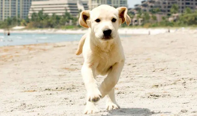 Milujete svého psa a jste filmový fanoušek. Máme tip na dokonalé fotky!