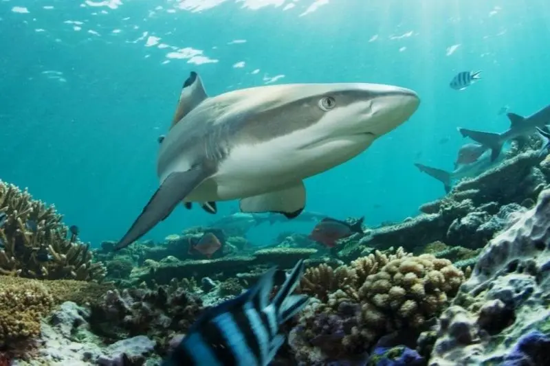 Aldabra: Byl jednou jeden ostrov