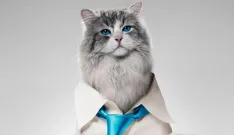 Nine Lives: Teaser trailer na komedii, v níž je Kevin Spacey uvězněn v těle kočky