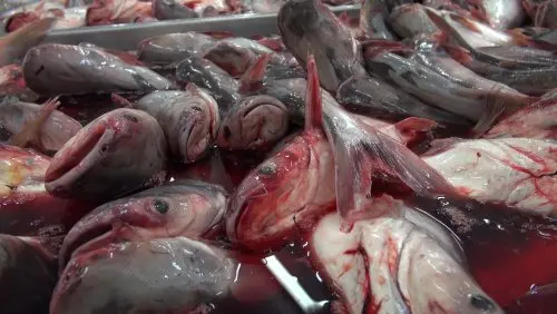 Je vážně zdravé jíst ryby?