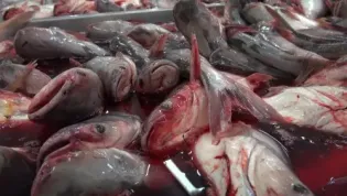 Je vážně zdravé jíst ryby?