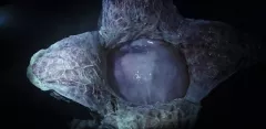 Vetřelec: Covenant: Necenzurovaný trailer - děsivý xenomorph je zpátky v plné síle!