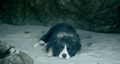 Glosa: Rodinný film aneb pes, který u toho zvracel