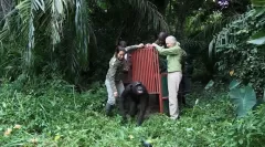 Válka o planetu opic: Upoutávka se slavnou primatoložkou Jane Goodall
