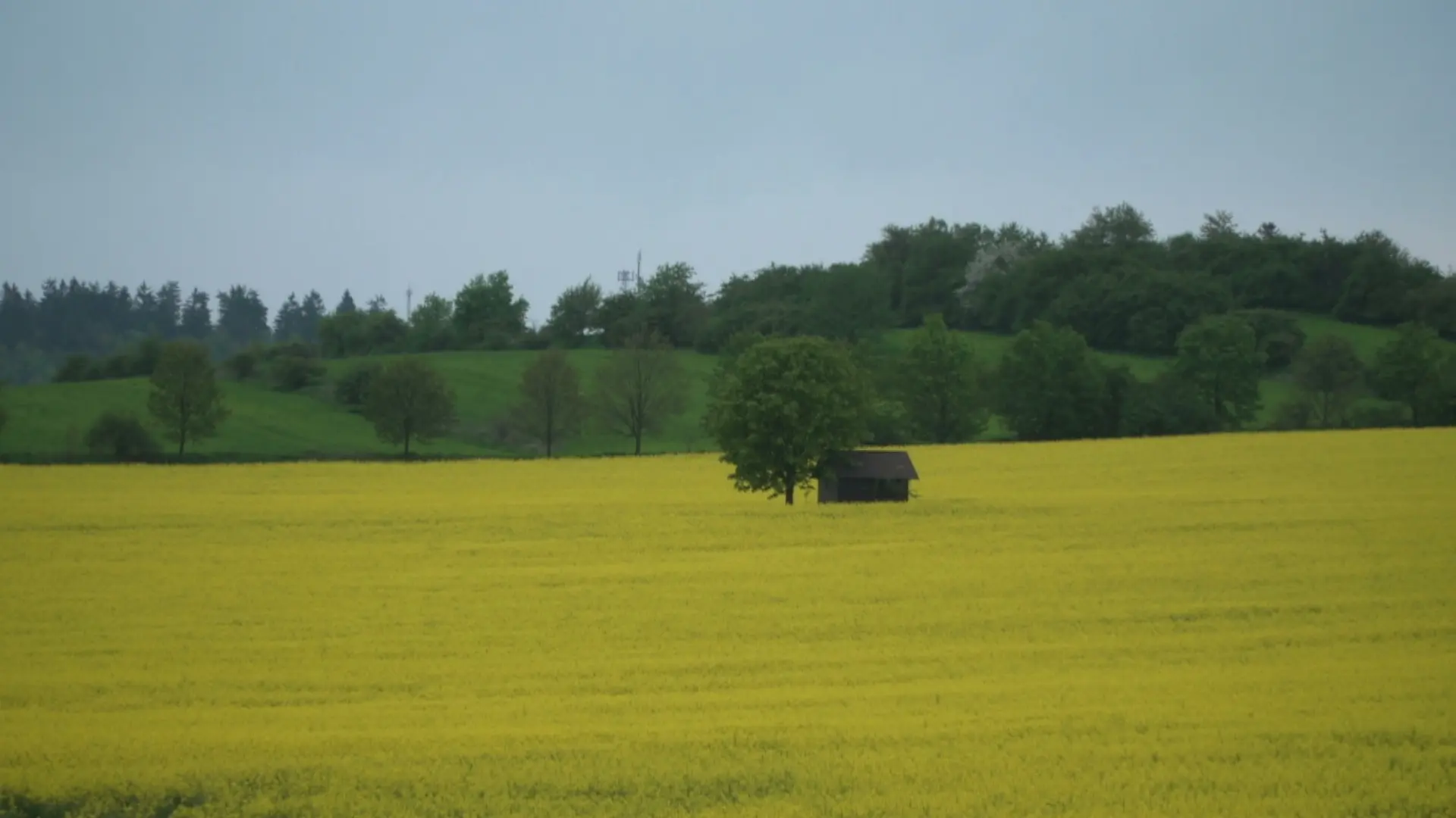 Selský rozum