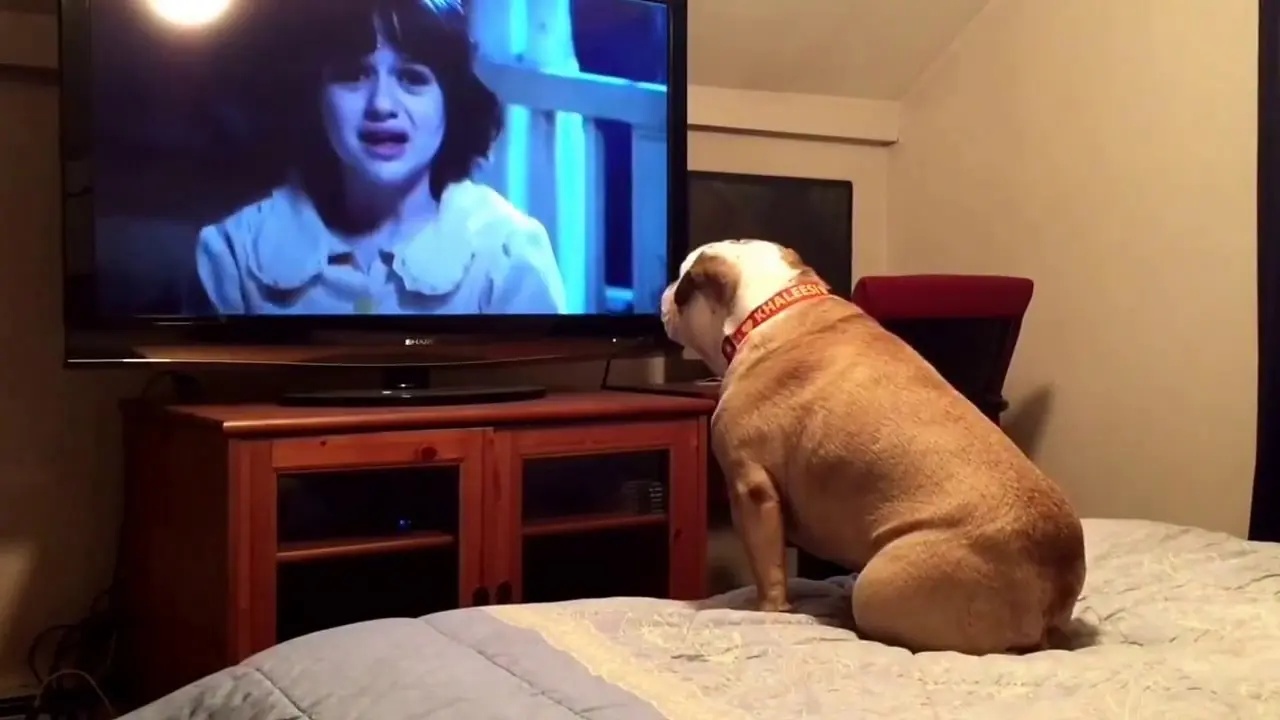 Pes s oblibou sleduje hororové filmy a jeho reakce jsou k nezaplacení!