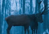 O těle a duši: trailer