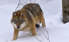 Divočina za našima humny. Dokument Krajinou domova jí jde naproti