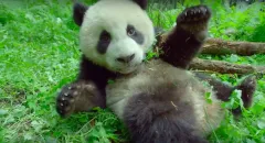 Země - Den na zázračné planetě: trailer