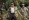 Ace Ventura: Volání divočiny: Trailer