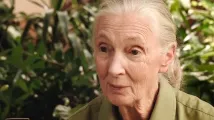 Jane Goodall