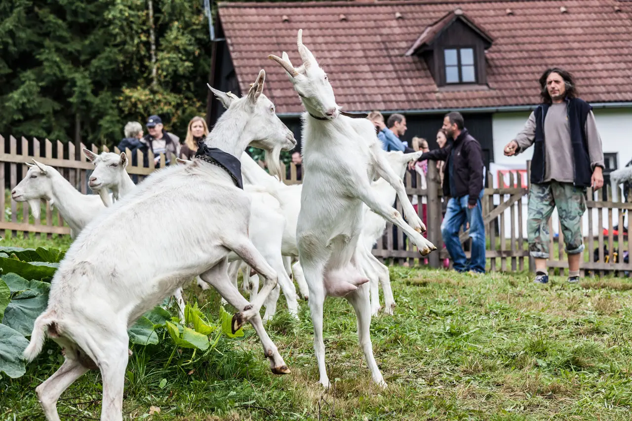 Budou patřit televizní ceny Českého lva kozám a trpaslíkovi?