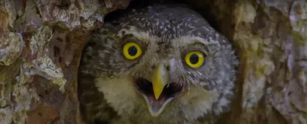 Exotika české krajiny a "obyčejných" zvířat. První celovečerák o naší přírodě je tu