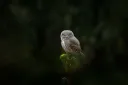 Od mravenců po zubry aneb Jak se režírují česká zvířata?