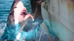 47 Meters Down: The Next Chapter: Teaser trailer