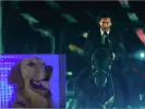 Podívejte se, jak psi reagují na trailer na Johna Wicka 3!