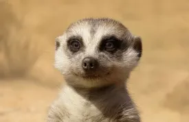 Lví král: Hrdinové dostali vlastní plakáty, realističtější už být ani nemohou