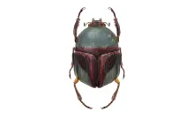 Filmové postavy ve hmyzím hávu. Takhle jste je určitě ještě neviděli