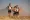 Přeběhnout Saharu / Running the Sahara (2007): Trailer