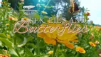 Sex, lži a motýli