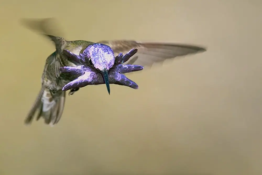 Život v barvě s Davidem Attenboroughem