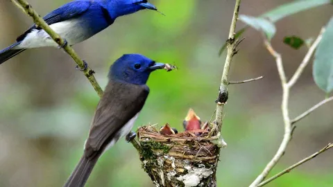 Mláďata v divočině