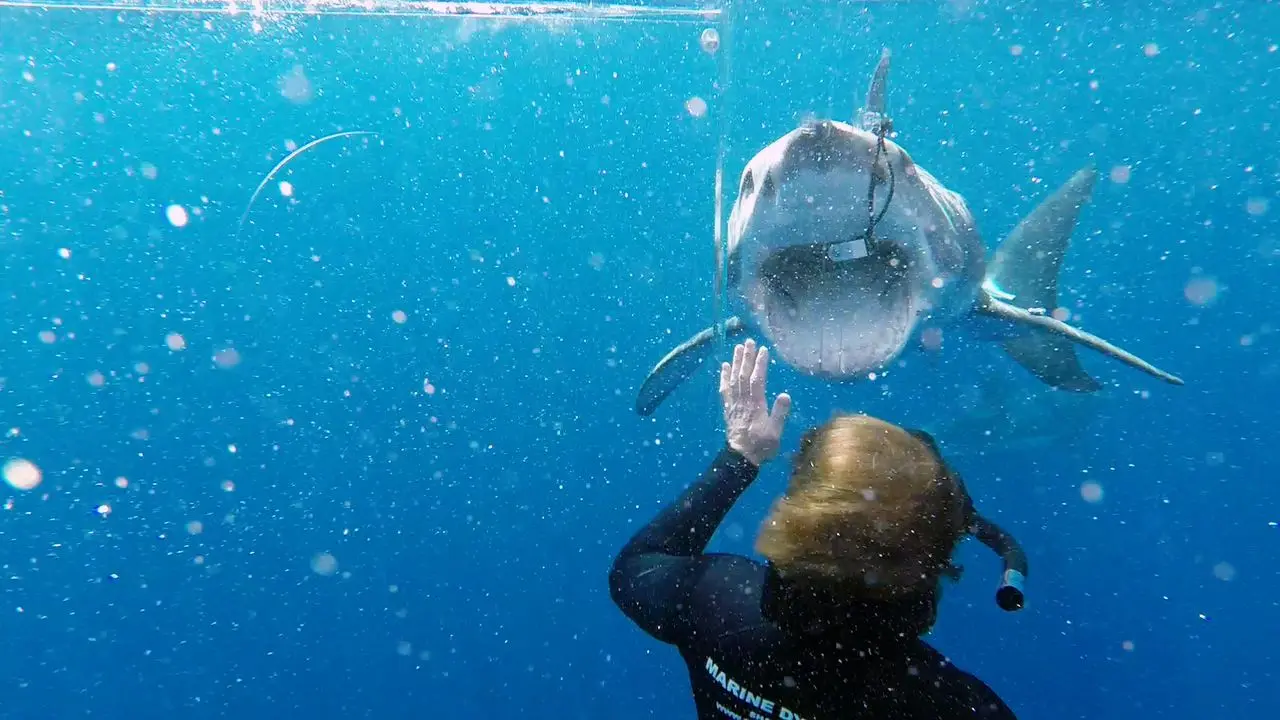 Hvězdu bláznivé série pokousal žralok během natáčení. Záběry ukazují, jaké měl kaskadér štěstí