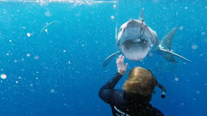 Hvězdu bláznivé série pokousal žralok během natáčení. Záběry ukazují, jaké měl kaskadér štěstí