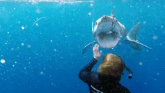 Hvězdu bláznivé série pokousal žralok během natáčení. Záběry ukazují, jaké měl kaskadér štěstí