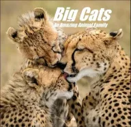 Velké kočky: Úžasná zvířecí rodina